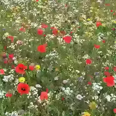 Annual Pixie Mix
